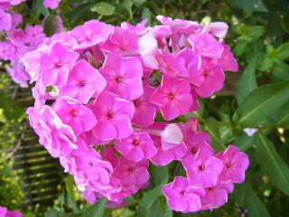 phlox paniculé paniculata