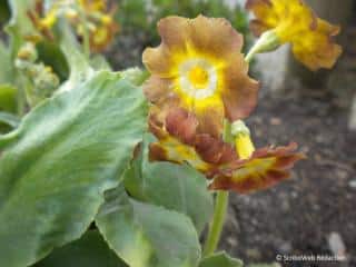 primula-auricula-oreille-d-ours