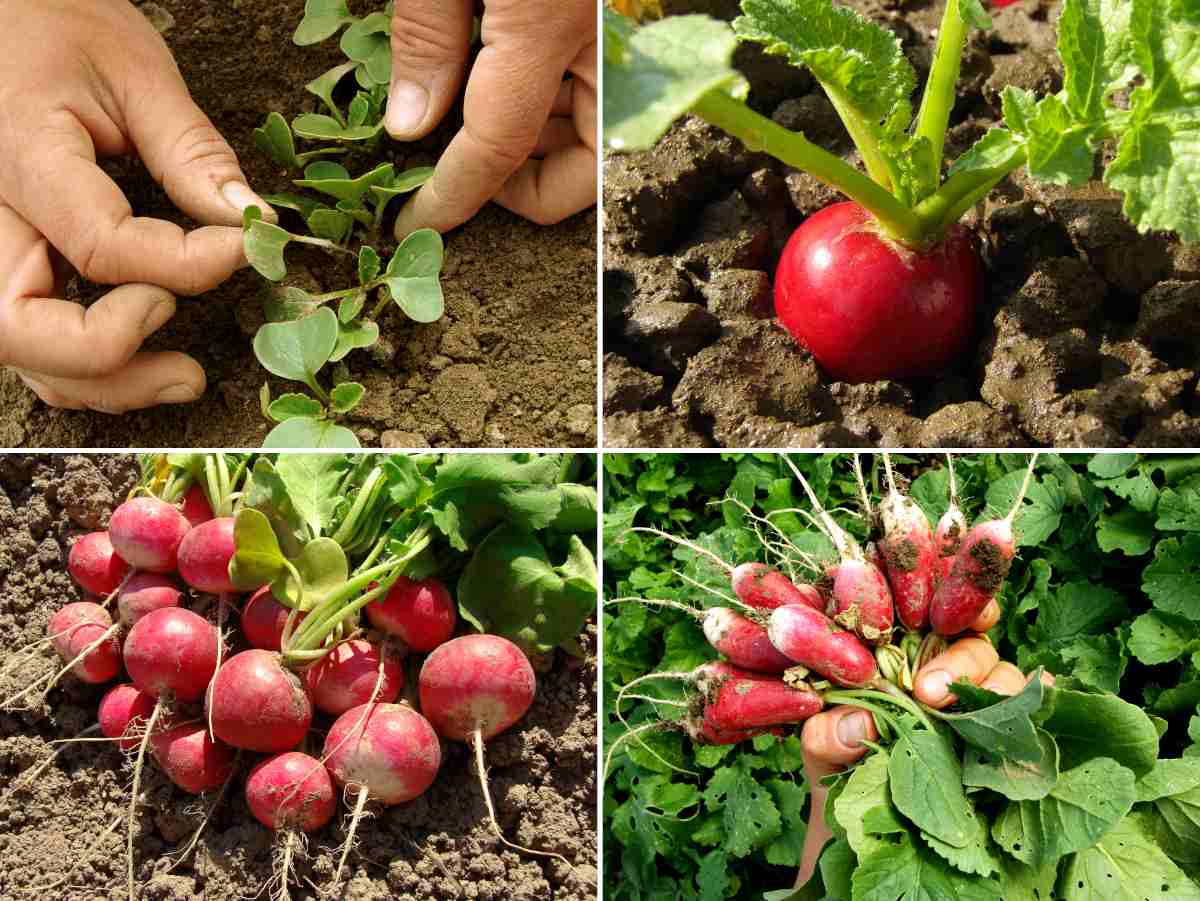 Tout savoir sur le radis noir - Jardinet - Équipez votre jardin au