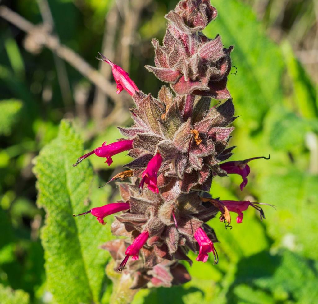 sauge colibri - Salvia spathacea