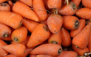 Carrot variety in pot planter box