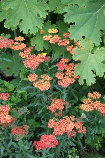 Achillea 'Walther Funcke' - achillee millefeuille