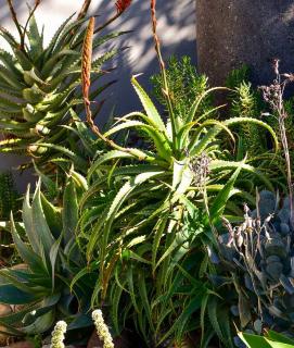 Aloe arborescens