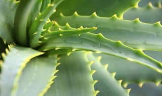 Aloe plante