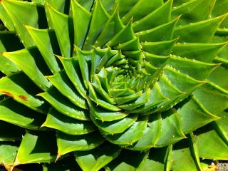 Aloe polyphylla