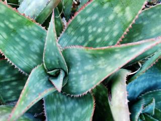 Aloe saponaria