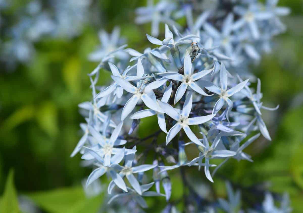 Amsonia fleur