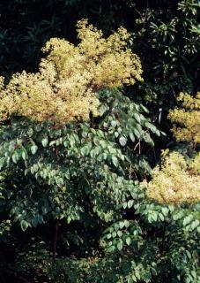 Aralia Spino sa arbuste