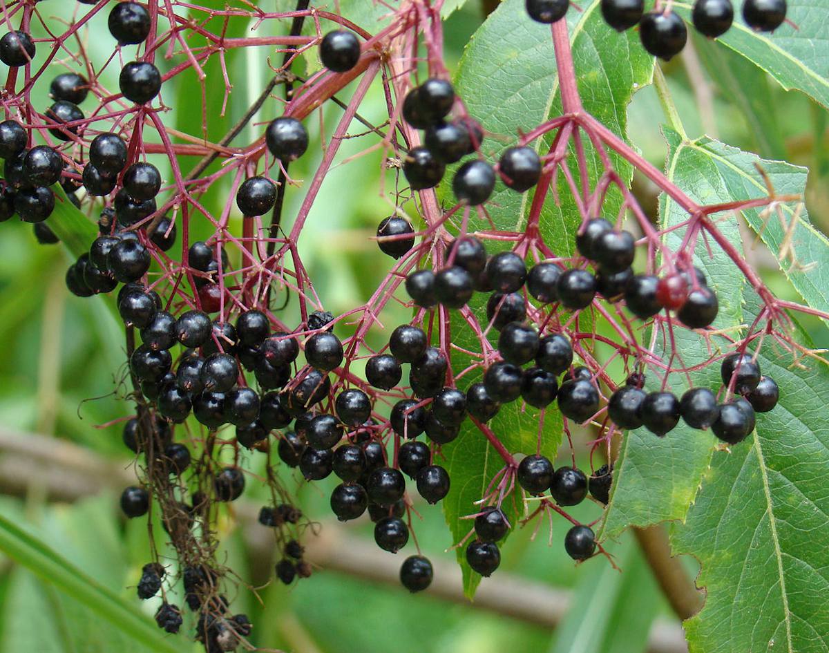 Aralia Spinosa