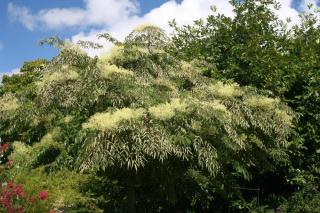 Arbre pour jardin exotique - Aralia elata