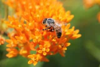 Asclepias - Asclepiade fleur