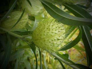 Asclepias - Asclepiade fruit boule verte