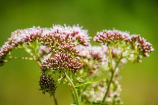 Asclepias Incarnata