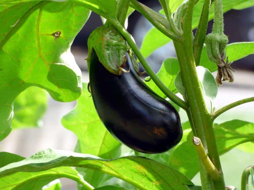 Aubergine entretien