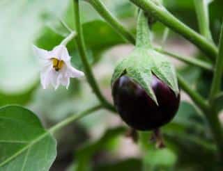 Aubergine plantation