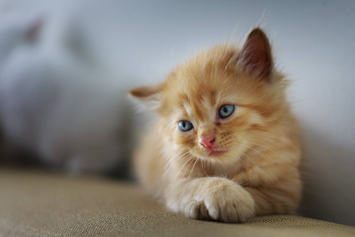 Blocage urinaire du chat