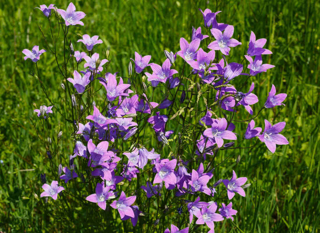 Campanula rapunculus - Campanule raiponce