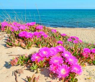 Carpobrotus acinaciformis