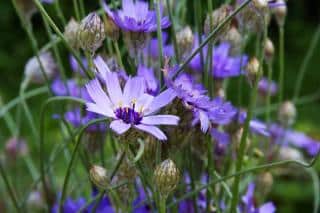 Catananche caerulea