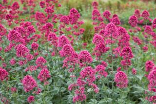 Centranthus ruber