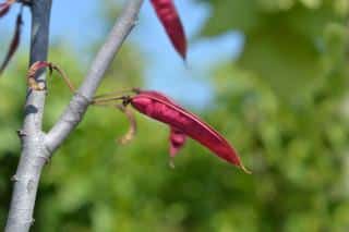 Cercis siliquastrum - arbre de judee fruit gousse