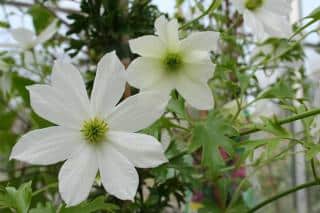 Clematis ‘Early Sensation’