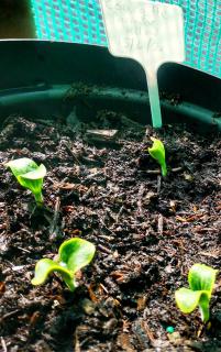 Courgette en pot planter plantation