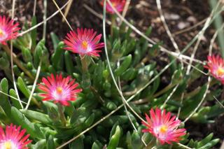 Delosperma