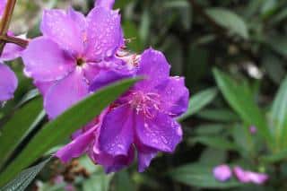 Entretien Tibouchina