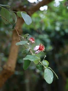 Feijoa sellowiana