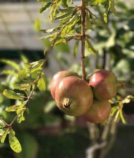 Grenadier - Punica granatum