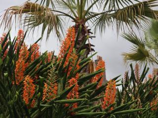Hedychium-Tara-Quimper