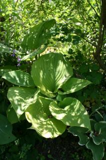 Hosta-geante-Sum-and-Substance