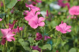 Lavatera trimestris - lavatere annuelle