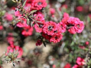 Leptospermum - Arbre a thé