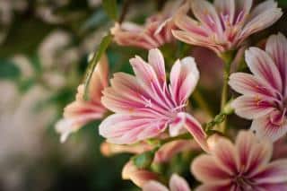 Lewisia cotyledon-hybrides