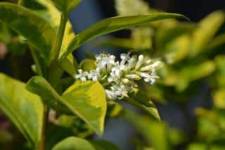 Ligustrum ovalifolium - troene de californie