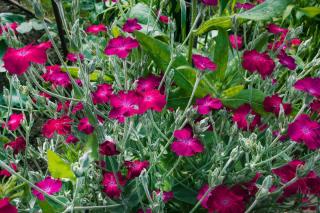 Lychnis coronaria - coquelourde