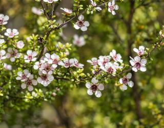 Manuka - Leptospermum - Arbre a thé