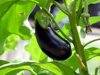 Meilleure exposition pour aubergine