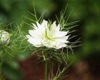 Nigelle de damas - Nigella damascena