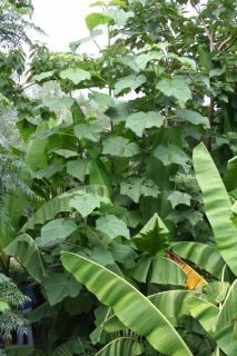 Paulownia tomentosa