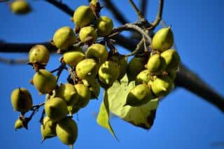 Paulownia fruit