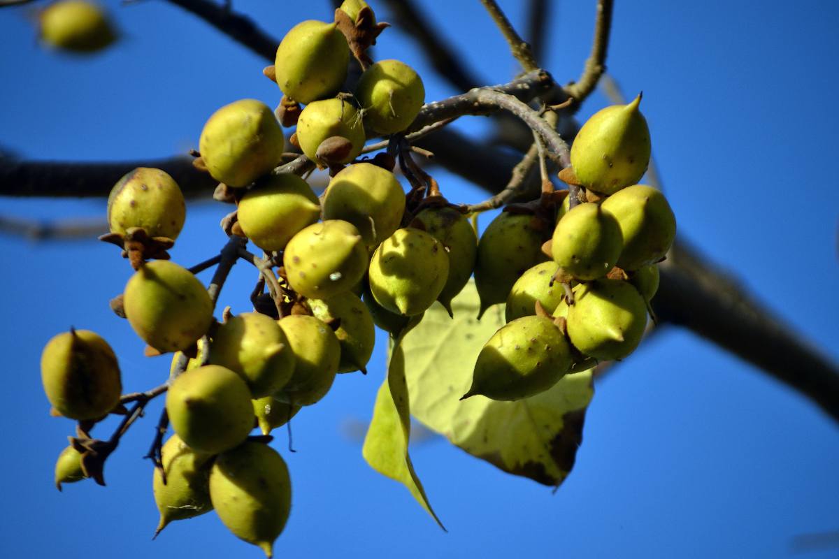 Les arbres aux fruits décoratifs : capsulse et gousses
