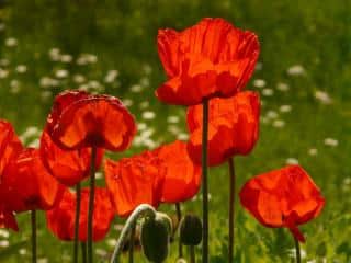 Pavot - coquelicot - Papaver rhoeas