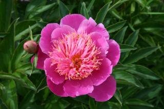 Pivoine - Paeonia lactiflora rose