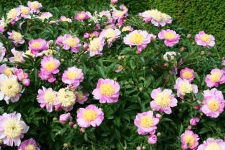 Pivoine_Paeonia 'Bowl of Beauty