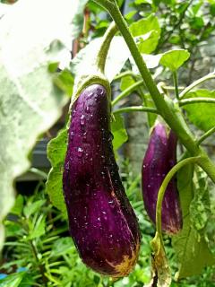 Plantation aubergine en pot