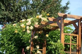 Rosier grimpant pergola