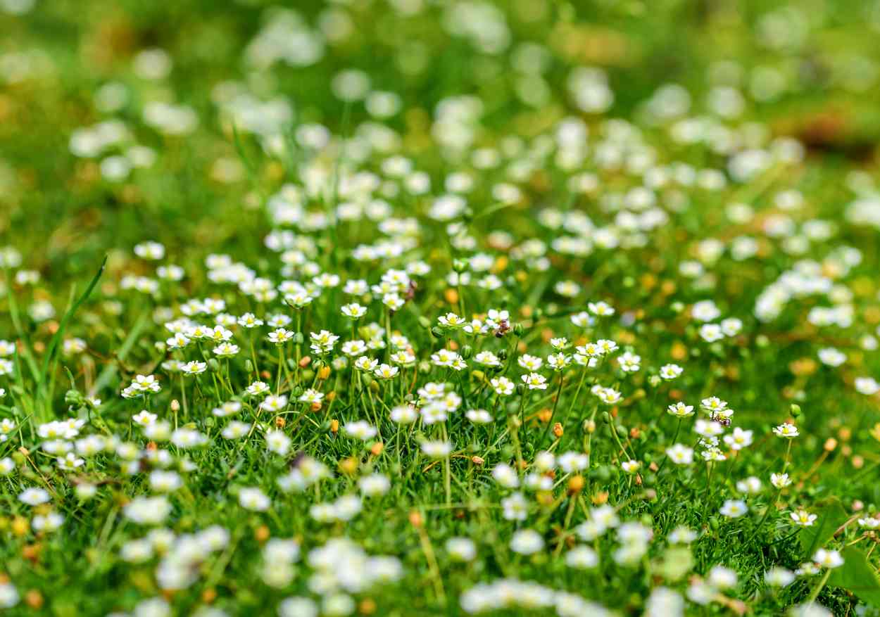 Sagina subulata - sagine subulée